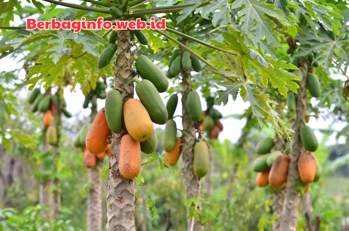 manfaat buah pepaya